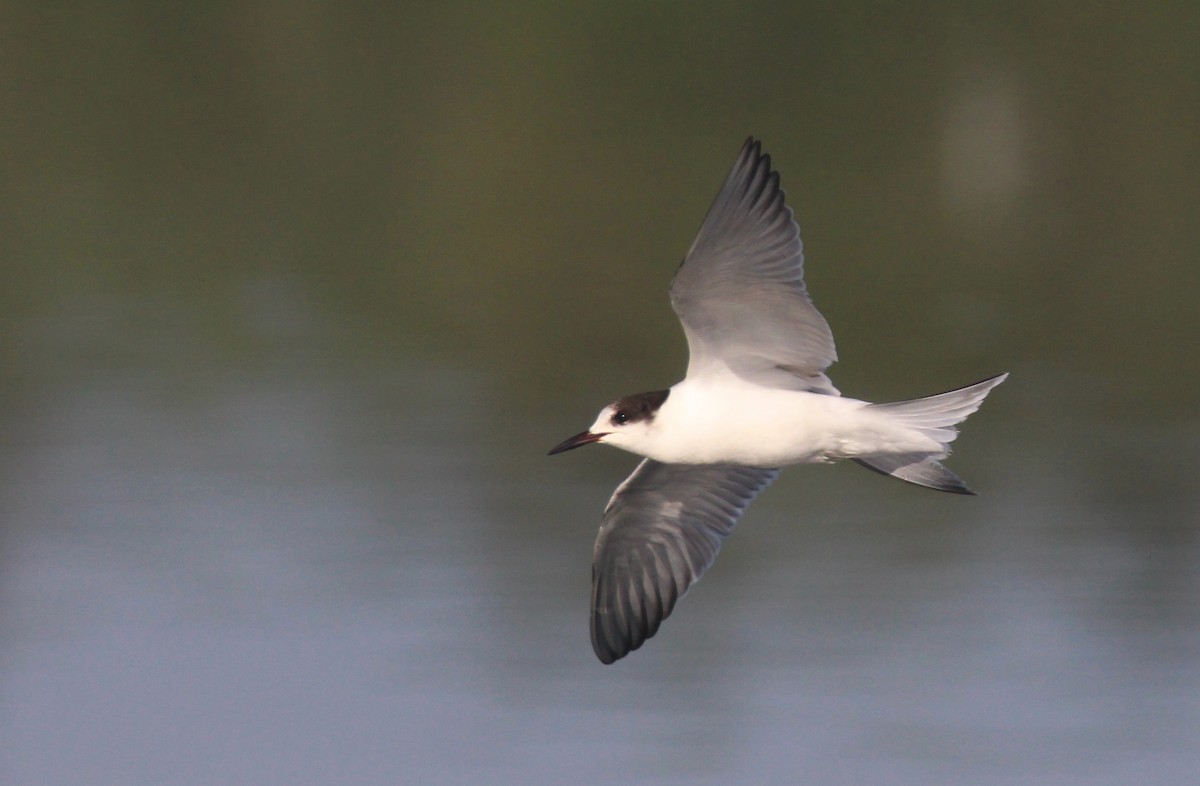 Common Tern - Nelson Fonseca