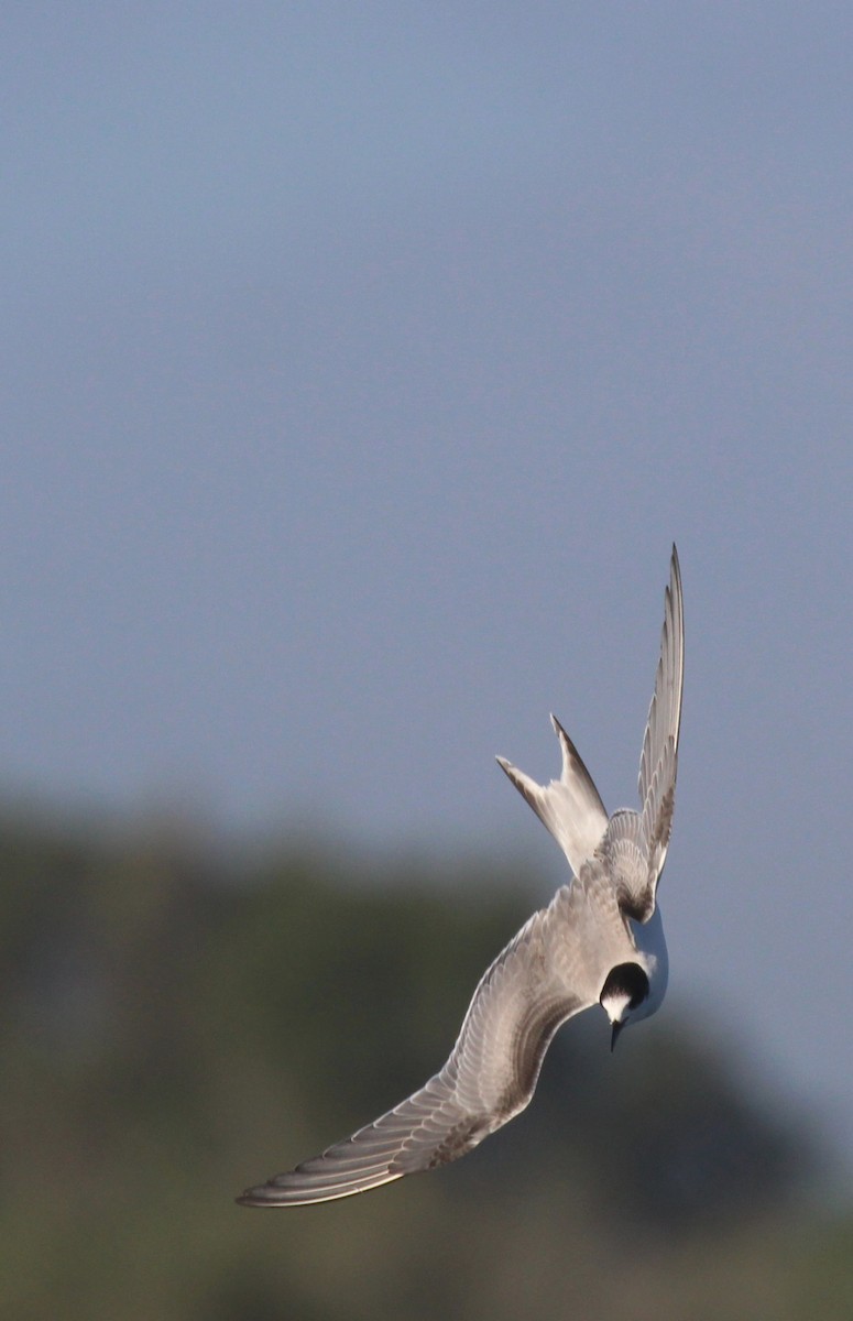 Common Tern - Nelson Fonseca