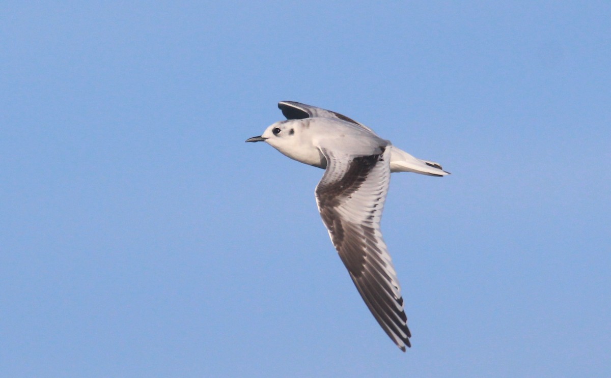 Gaviota Enana - ML612043636