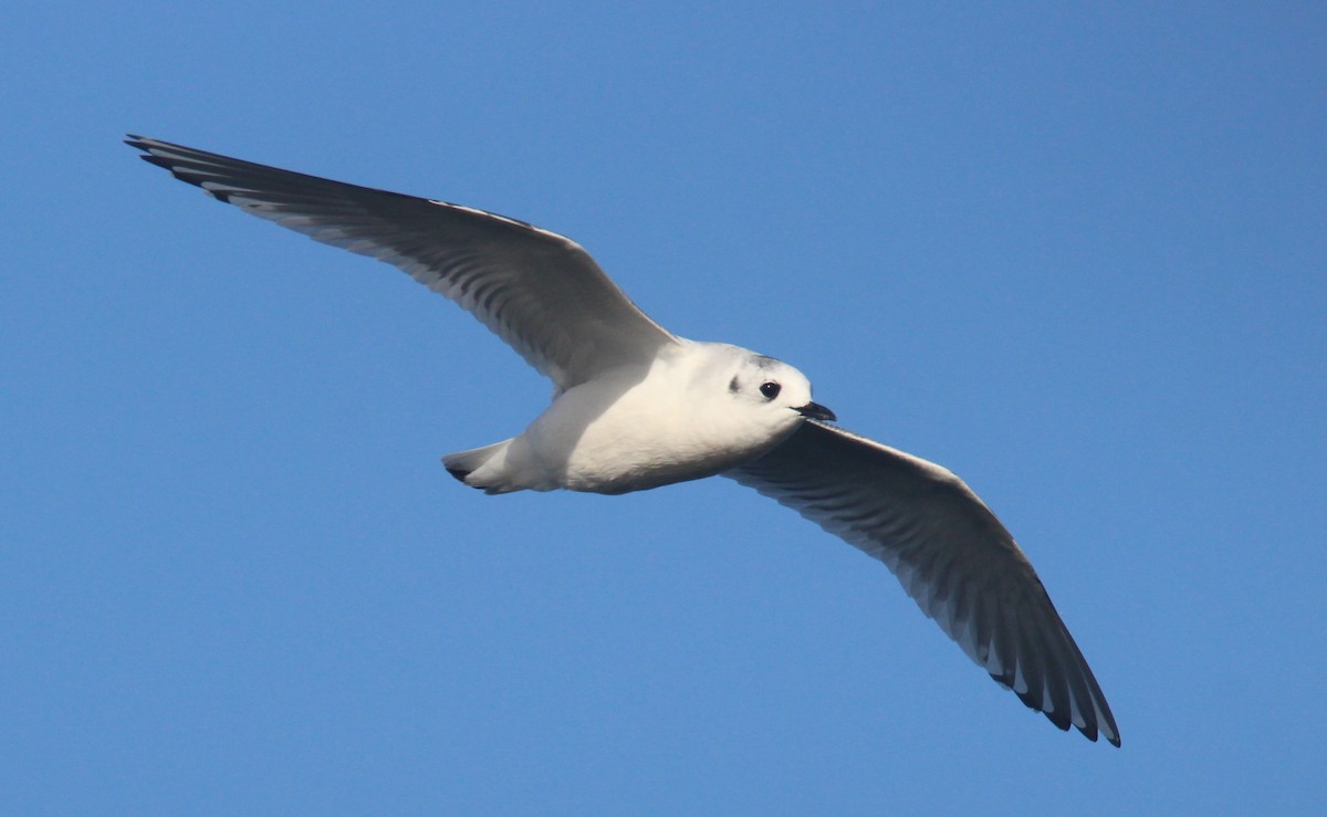 Little Gull - Nelson Fonseca