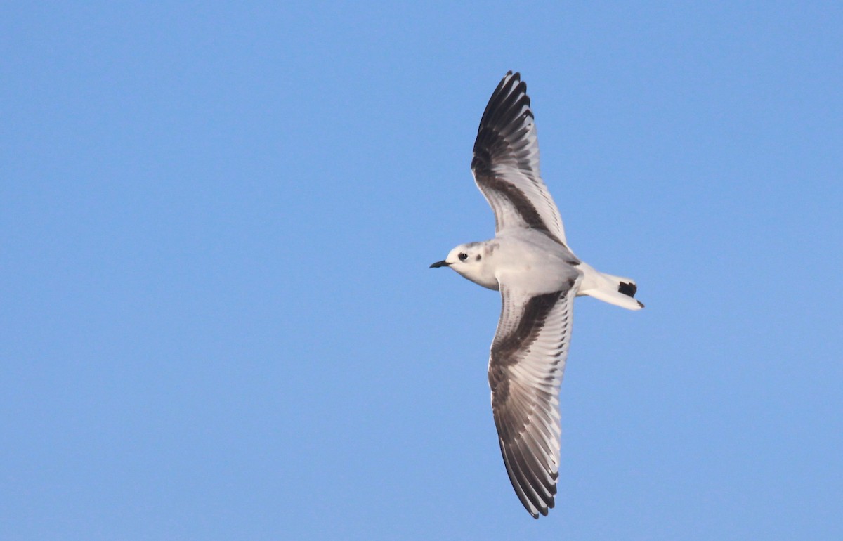 Little Gull - Nelson Fonseca