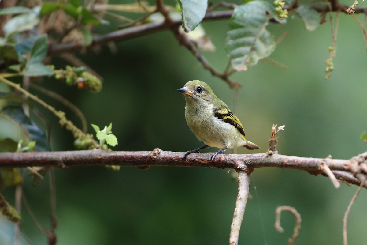 Green Tinkerbird - ML612043695