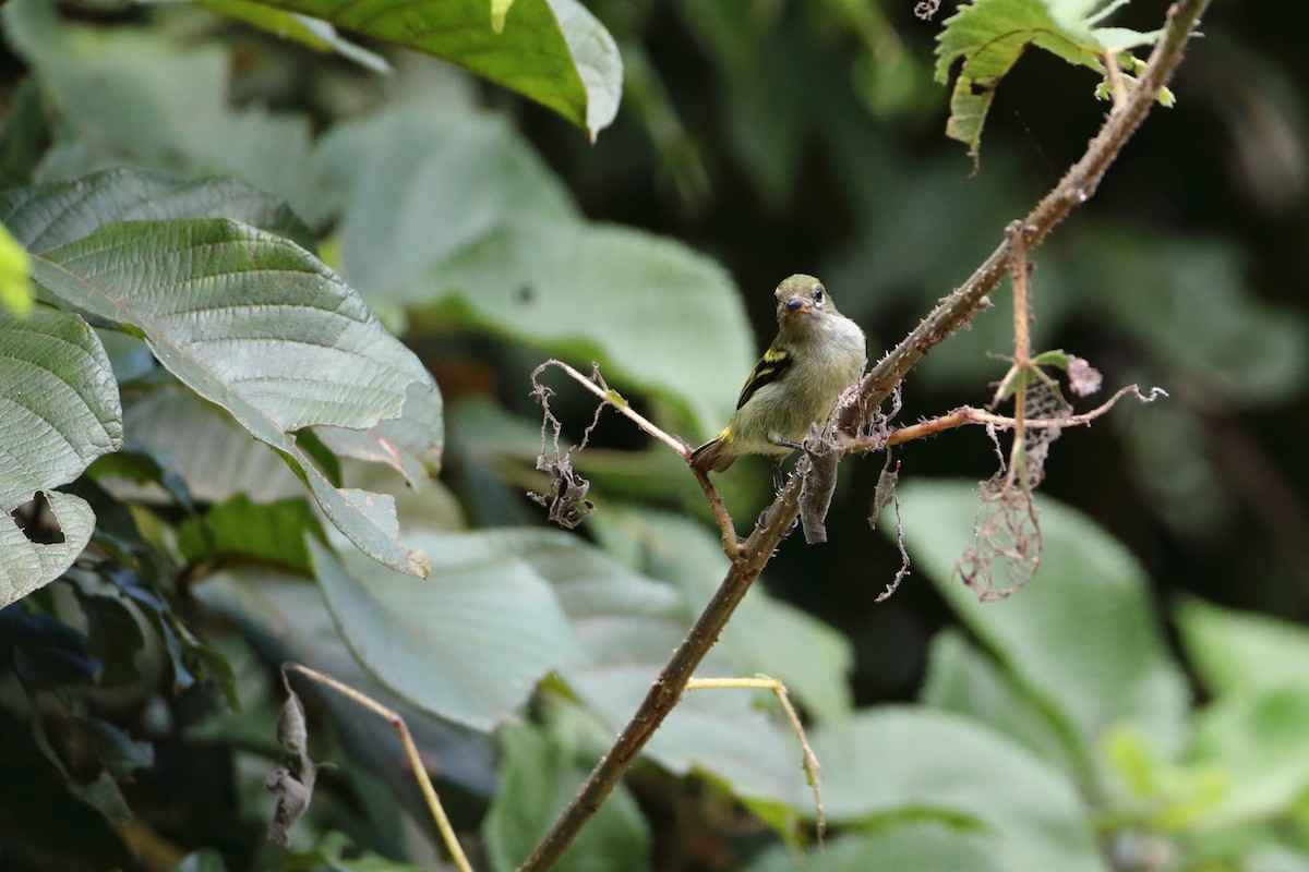 Green Tinkerbird - ML612043696