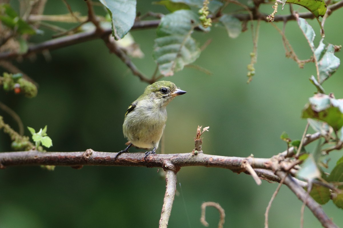 Green Tinkerbird - ML612043697