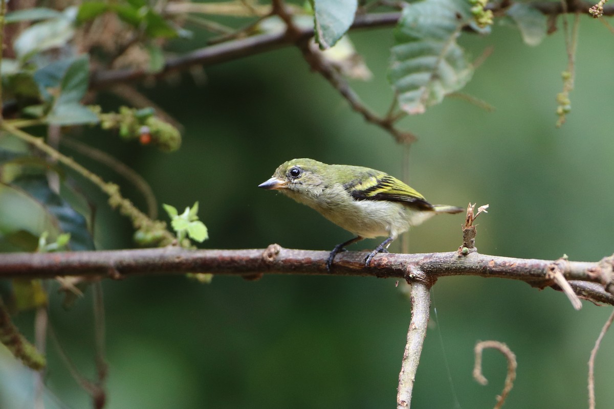 Green Tinkerbird - ML612043698