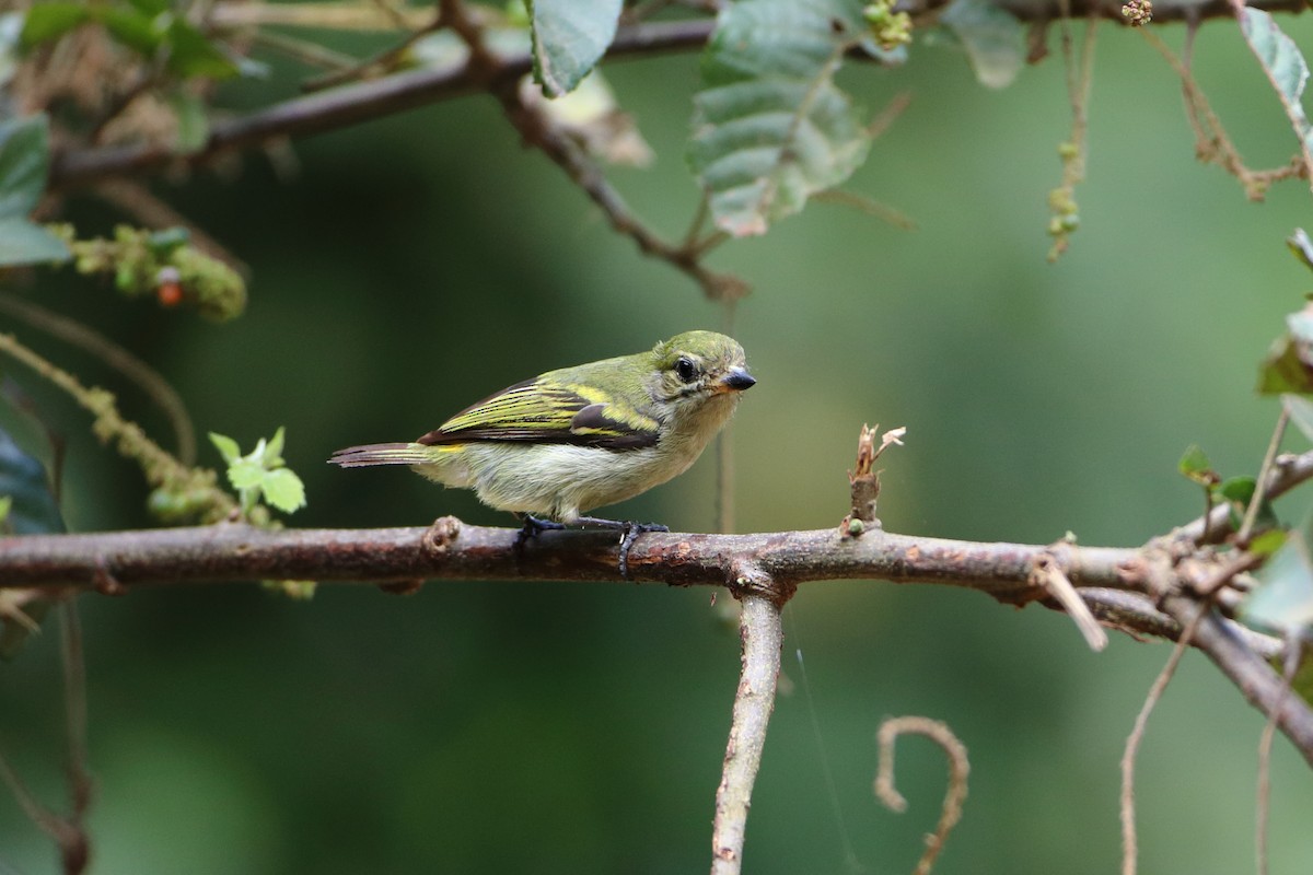 Green Tinkerbird - ML612043699