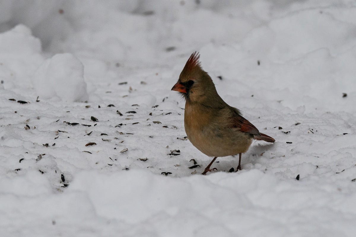 Northern Cardinal - ML612043710