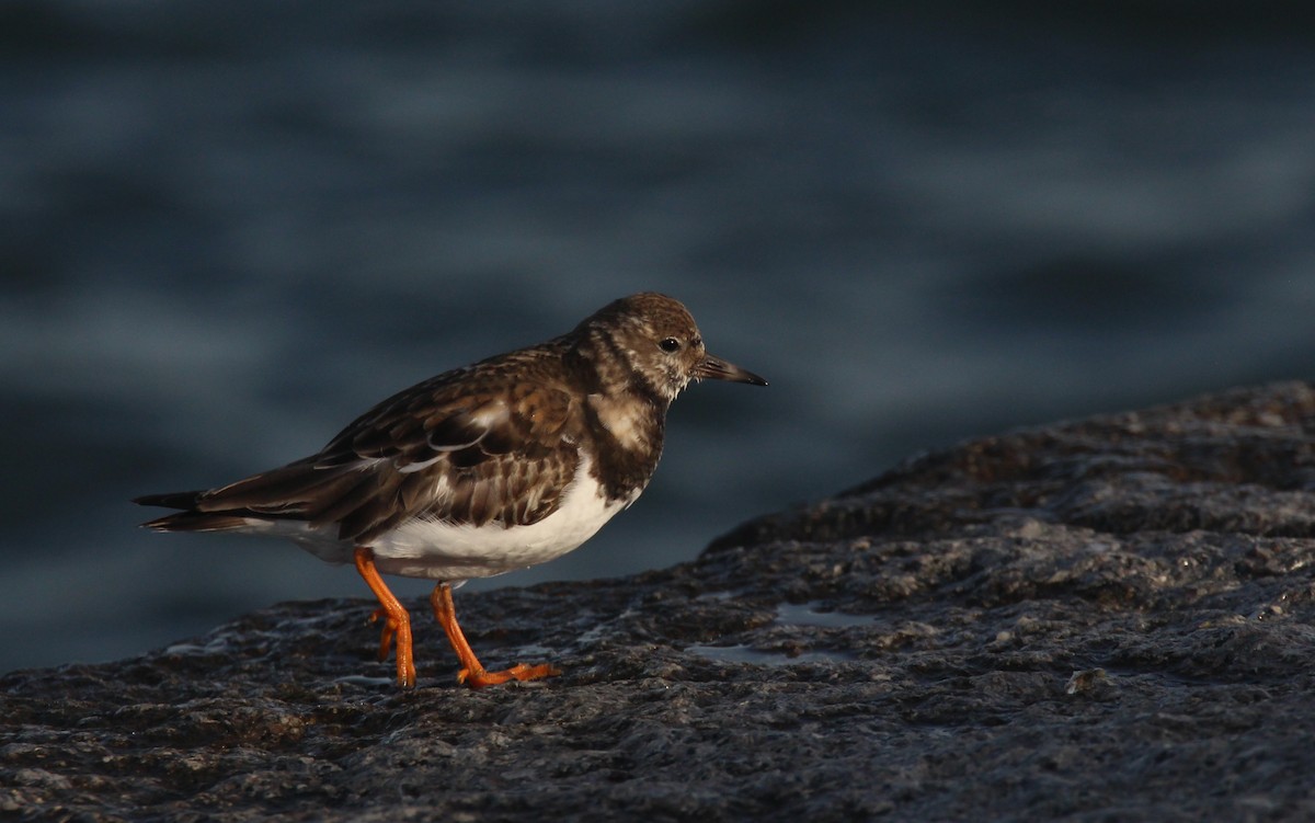 Ruddy Turnstone - ML612043741