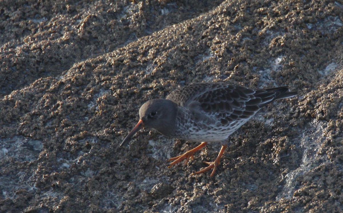 Purple Sandpiper - ML612043743