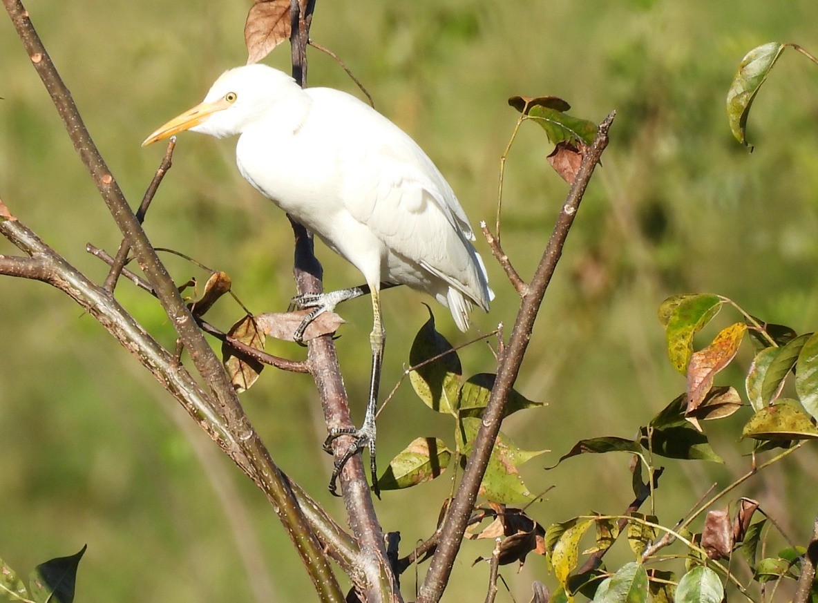 Western Cattle-Egret - ML612043755