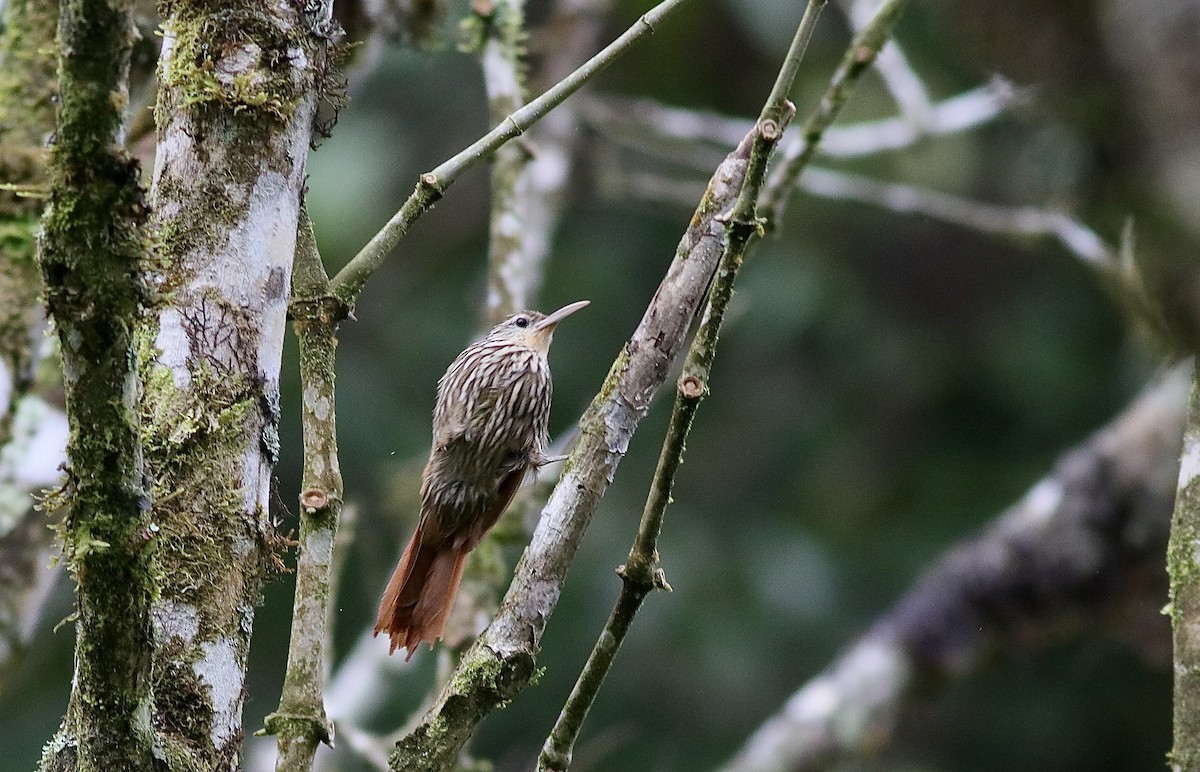 Streak-headed Woodcreeper - ML612043758