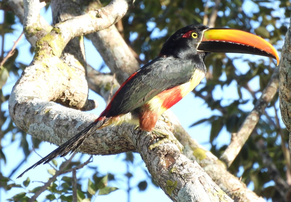 Fiery-billed Aracari - ML612043760