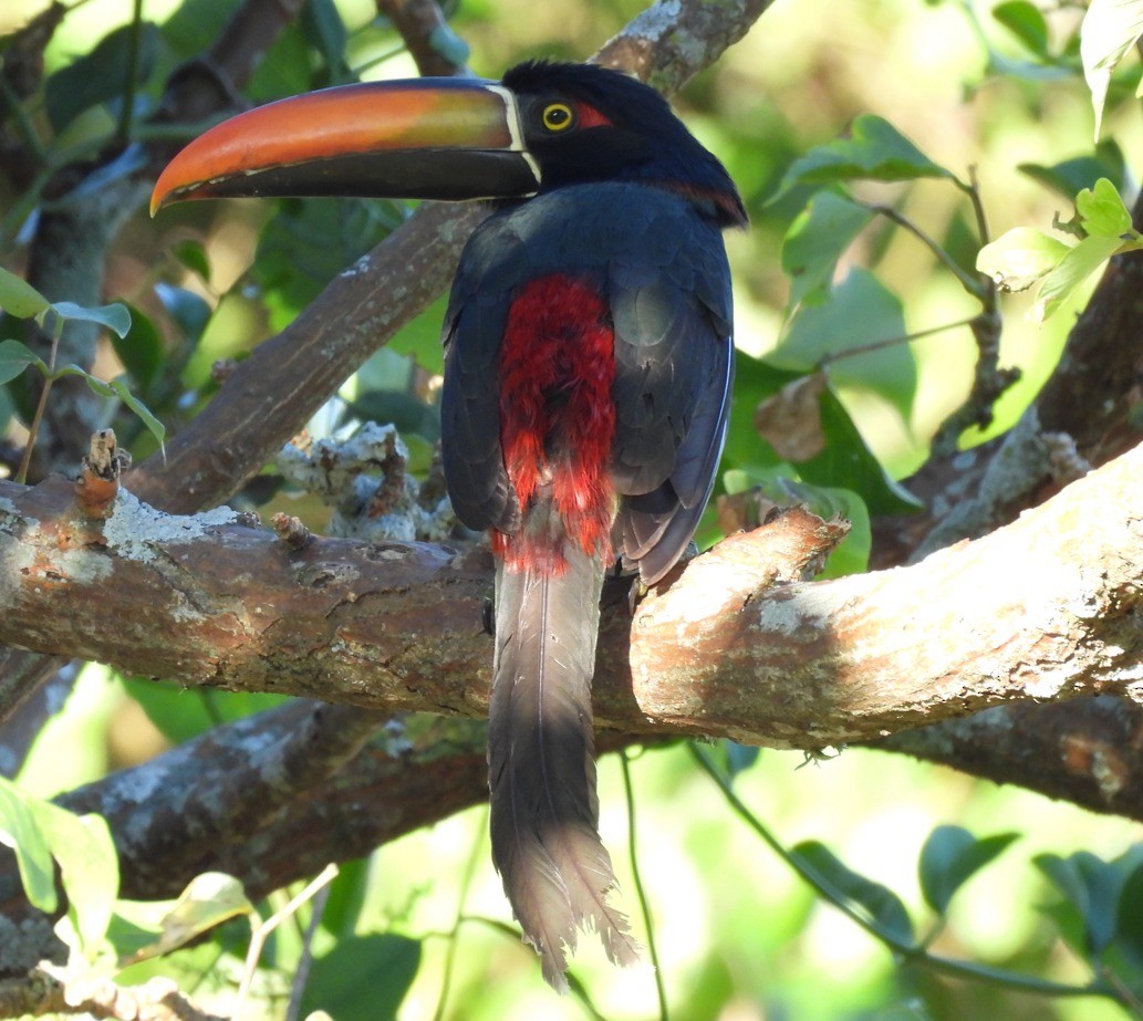 Fiery-billed Aracari - ML612043763