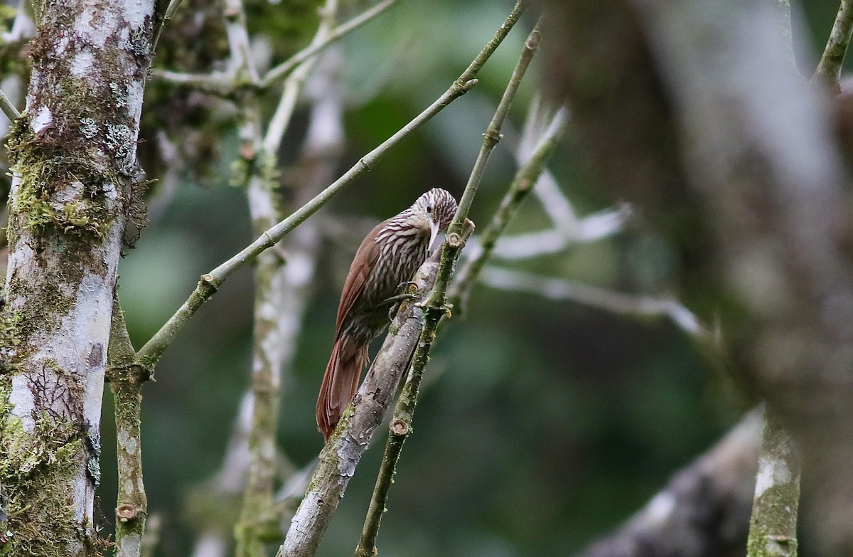 Streak-headed Woodcreeper - ML612043764
