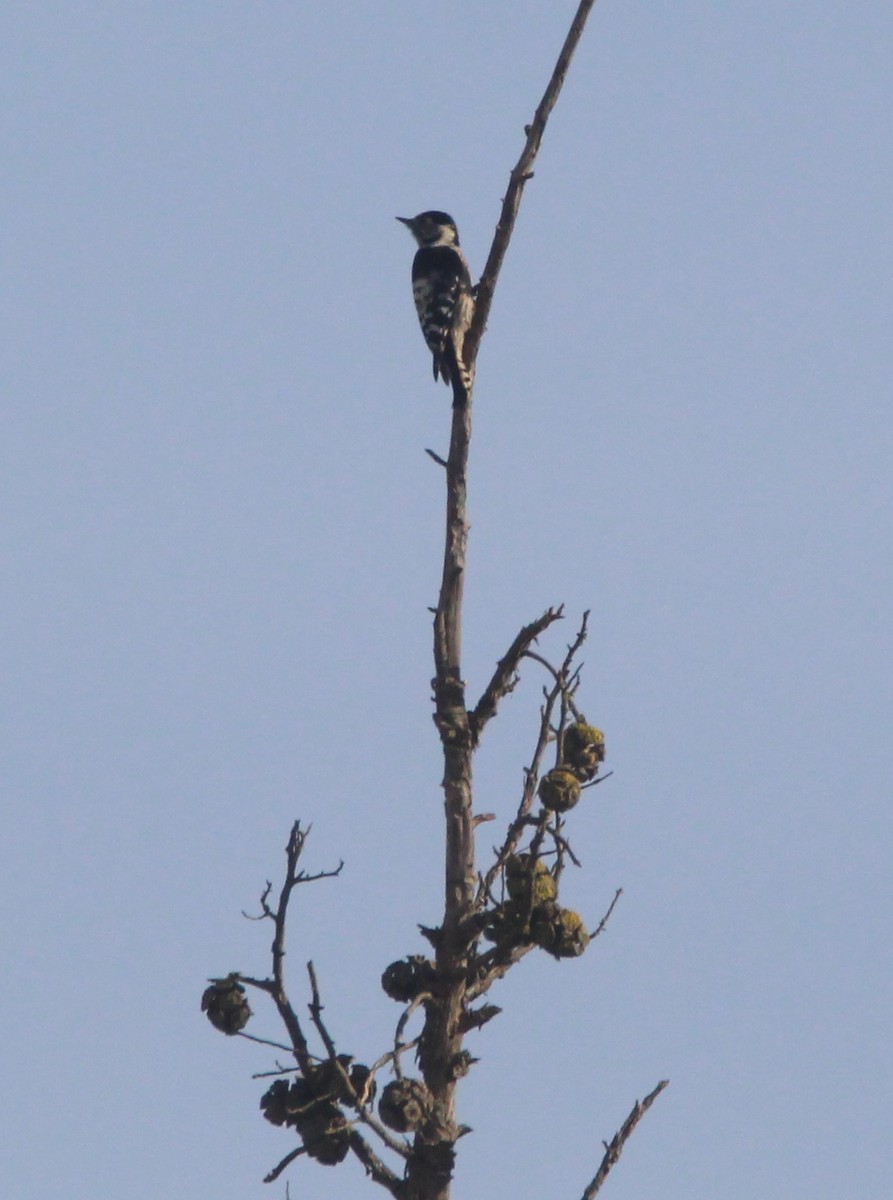 Lesser Spotted Woodpecker - ML612043765