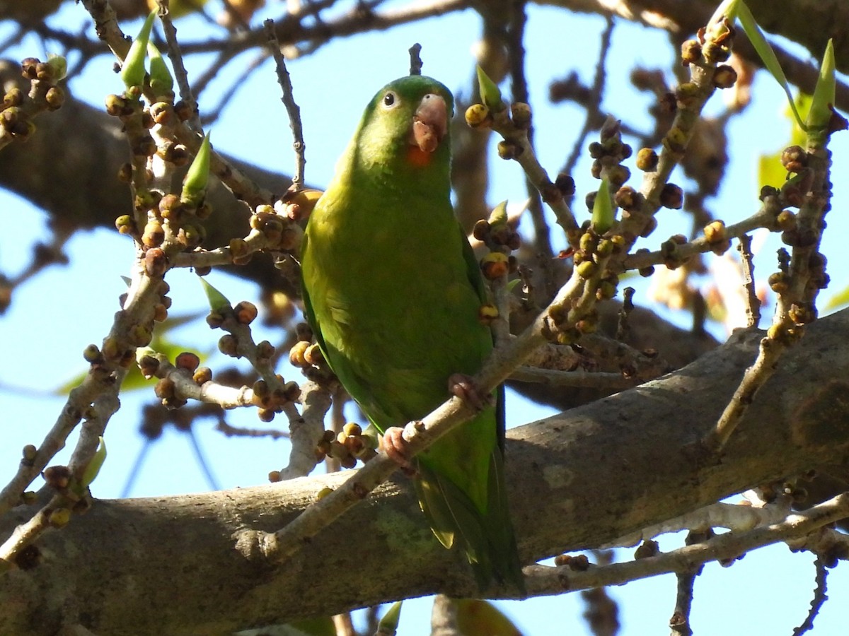 Orange-chinned Parakeet - ML612043771