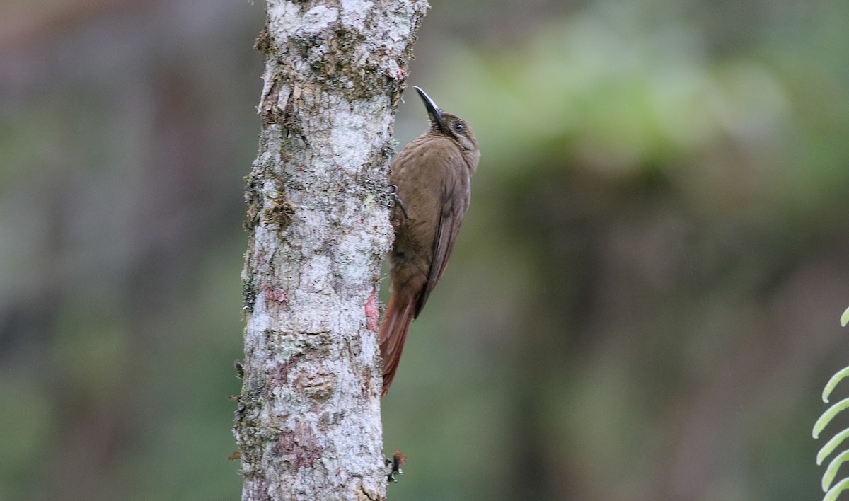 Plain-brown Woodcreeper - ML612043797