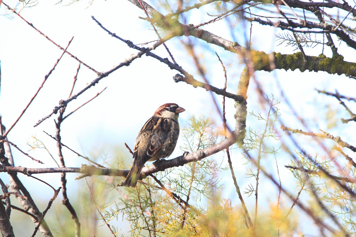 Spanish Sparrow - ML612043799