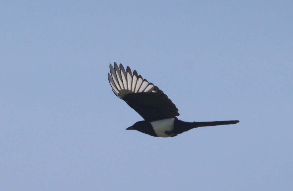 Eurasian Magpie - ML612043802