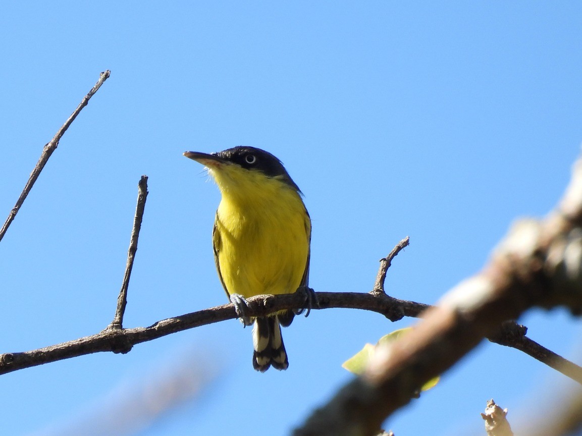 Common Tody-Flycatcher - ML612043804
