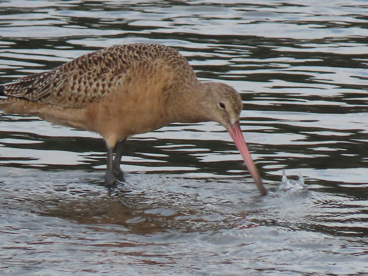 Marbled Godwit - ML612043805