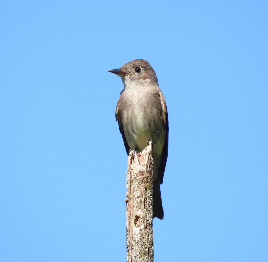 Western Wood-Pewee - ML612043809