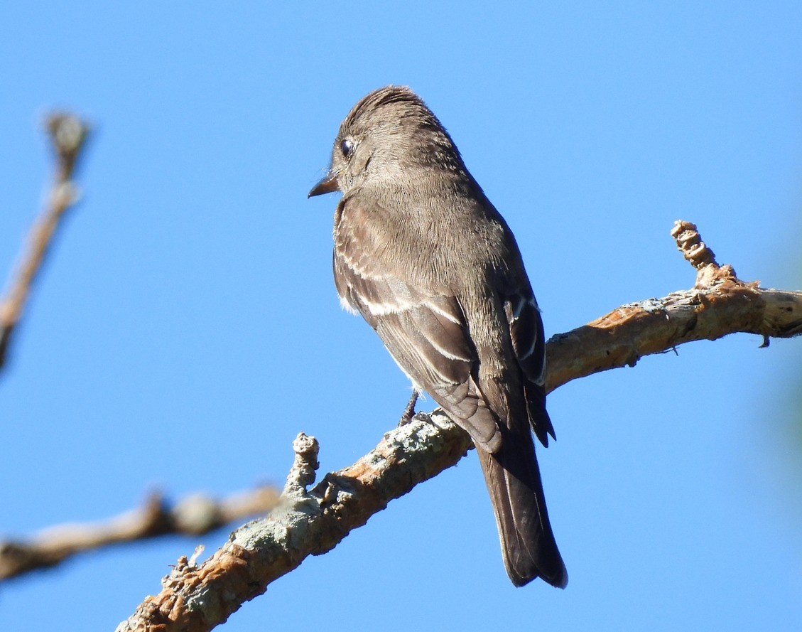 Western Wood-Pewee - ML612043810