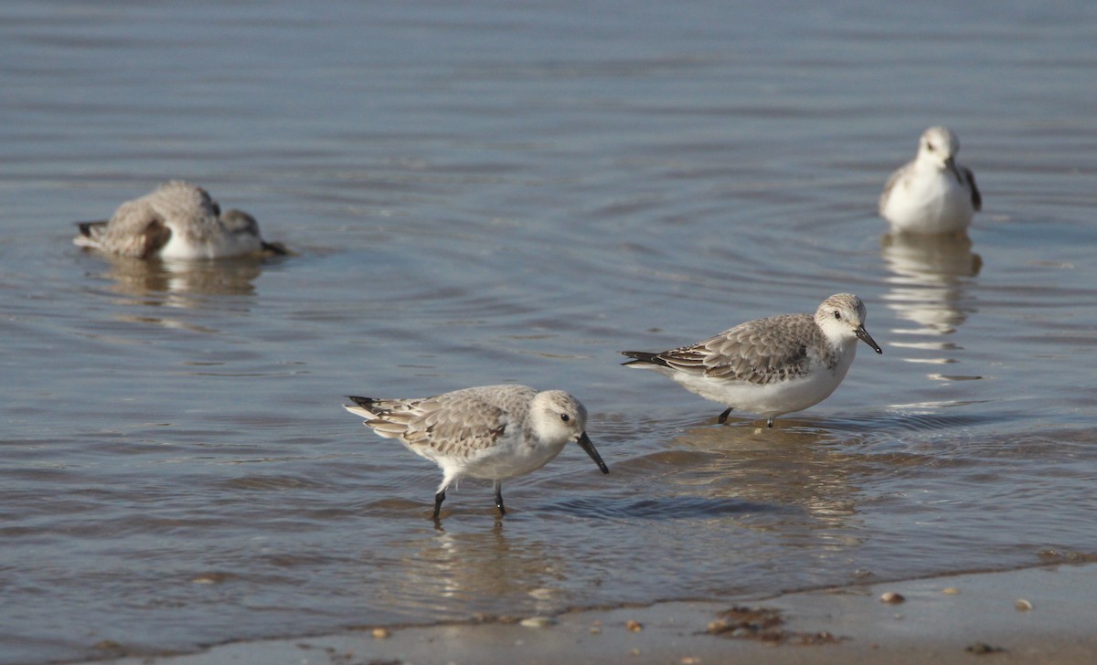 Bécasseau sanderling - ML612043811