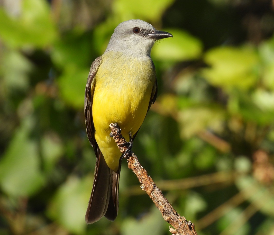 Tropical Kingbird - ML612043816