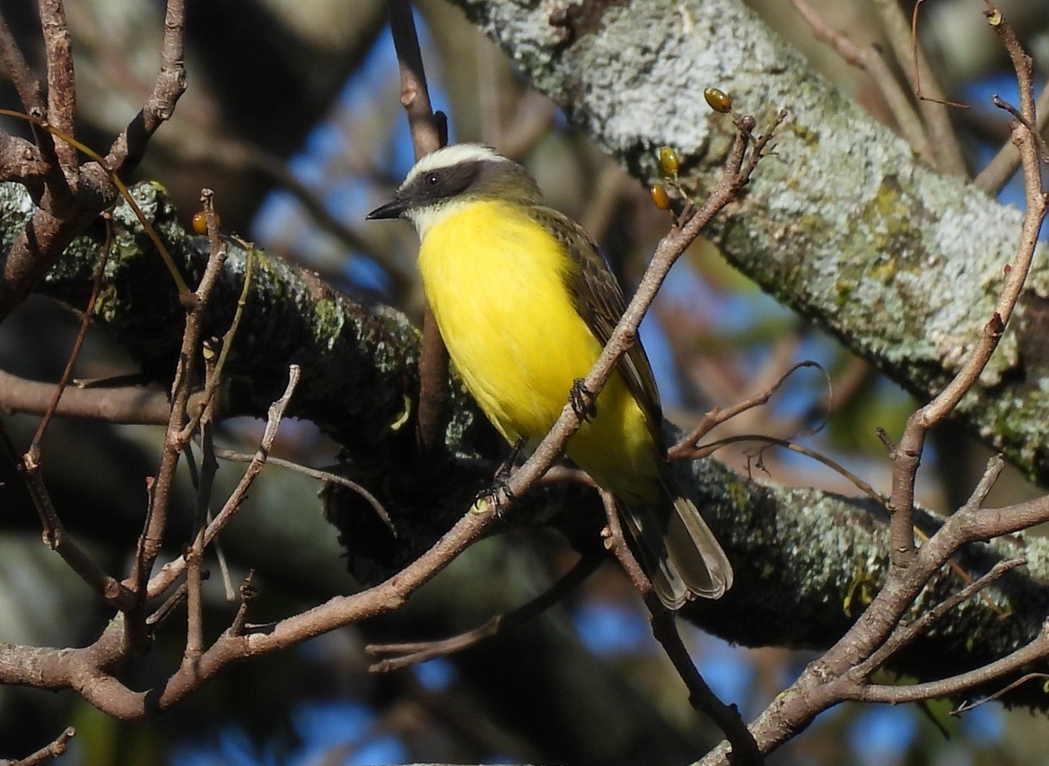 Social Flycatcher - ML612043820