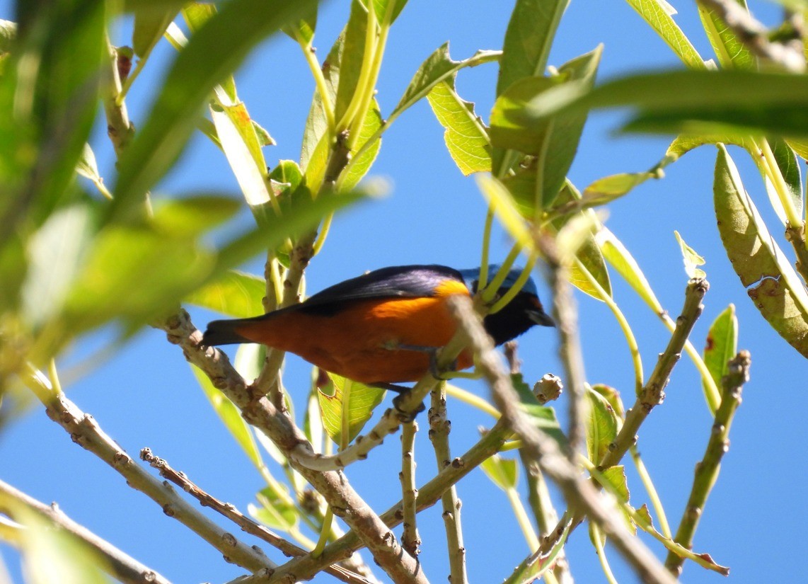 Elegant Euphonia - ML612043832