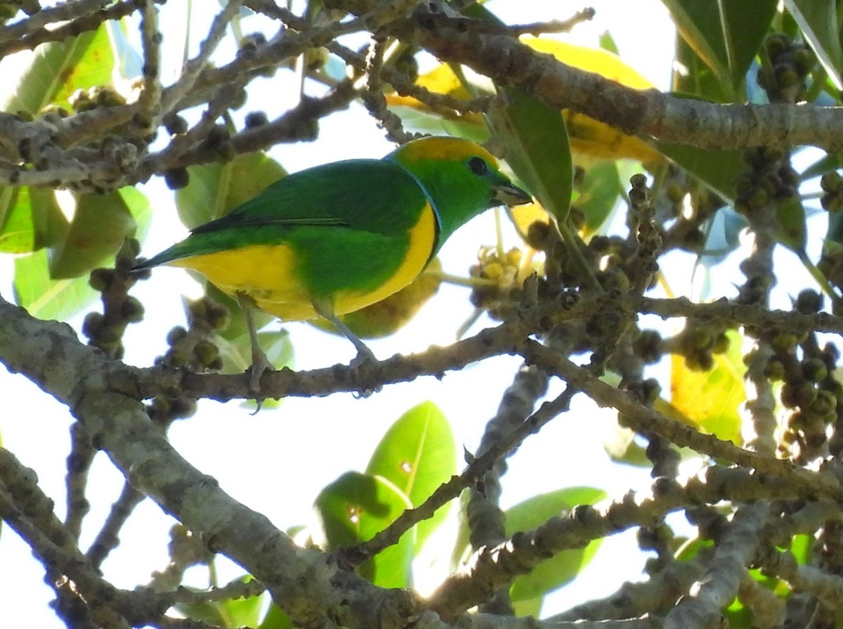 Golden-browed Chlorophonia - ML612043836