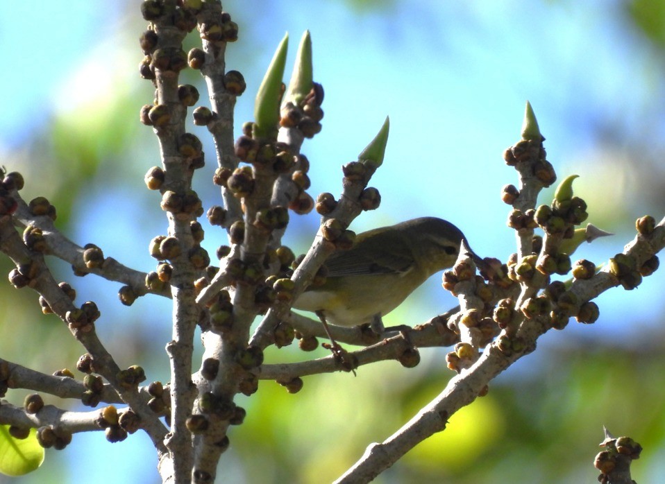 Tennessee Warbler - ML612043863