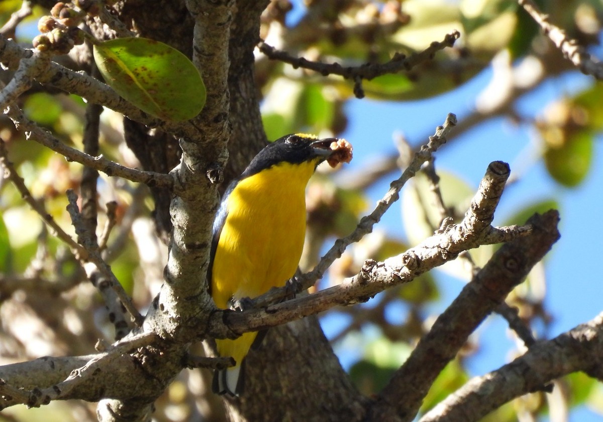 Yellow-throated Euphonia - ML612043872
