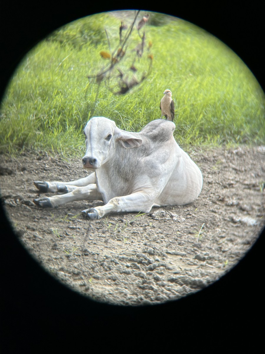 Yellow-headed Caracara - ML612043891