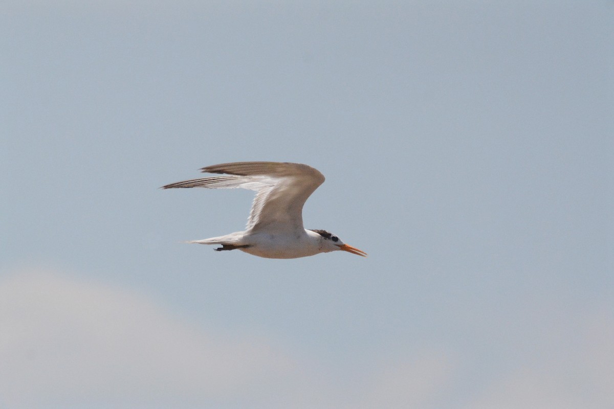 Lesser Crested Tern - ML612043892