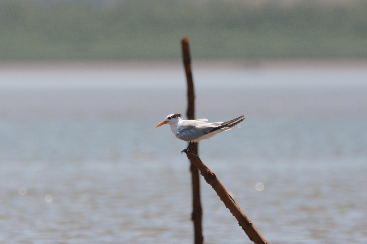 Lesser Crested Tern - ML612043893