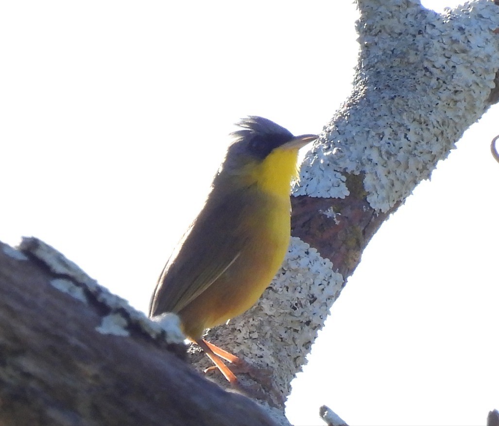 Gray-crowned Yellowthroat - ML612043895