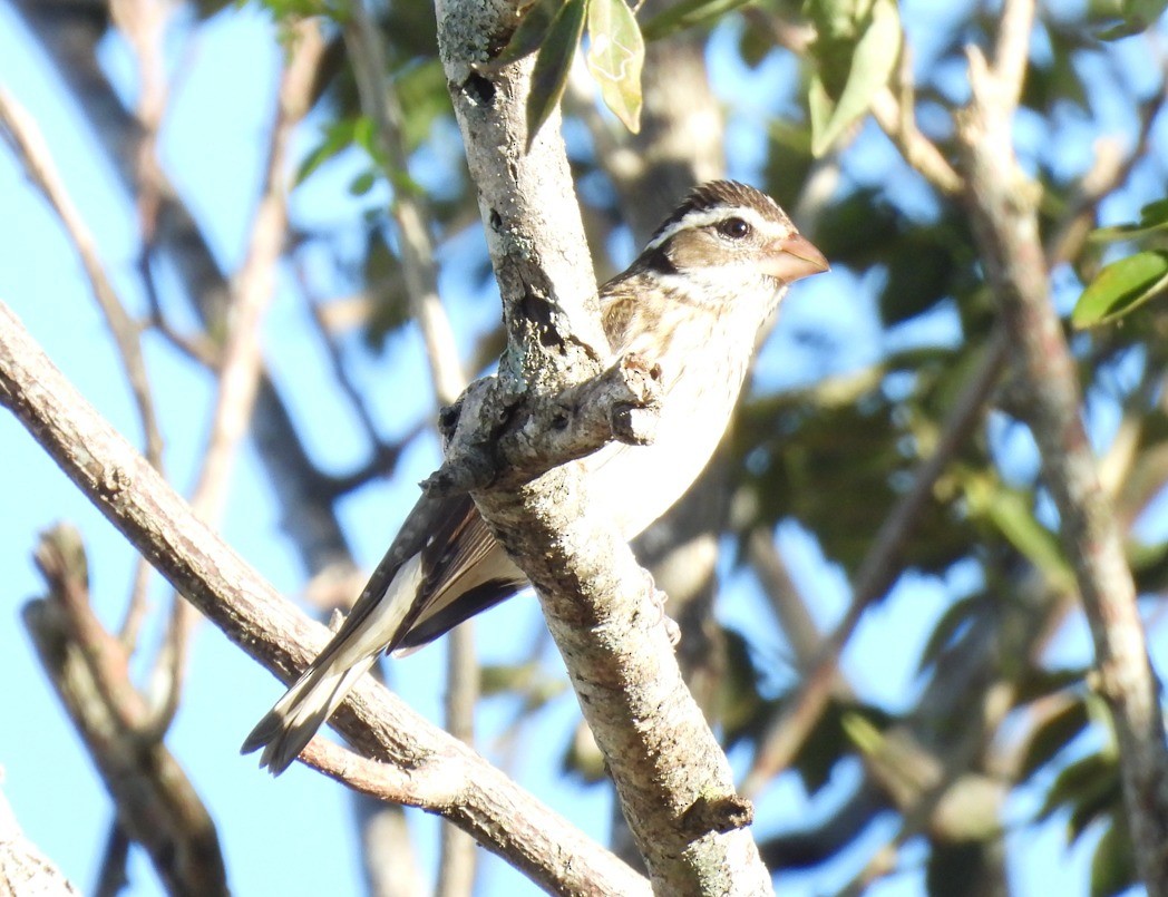 Rose-breasted Grosbeak - ML612043937