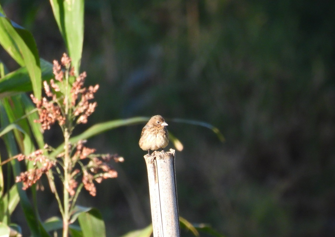 Blue-black Grassquit - ML612044020