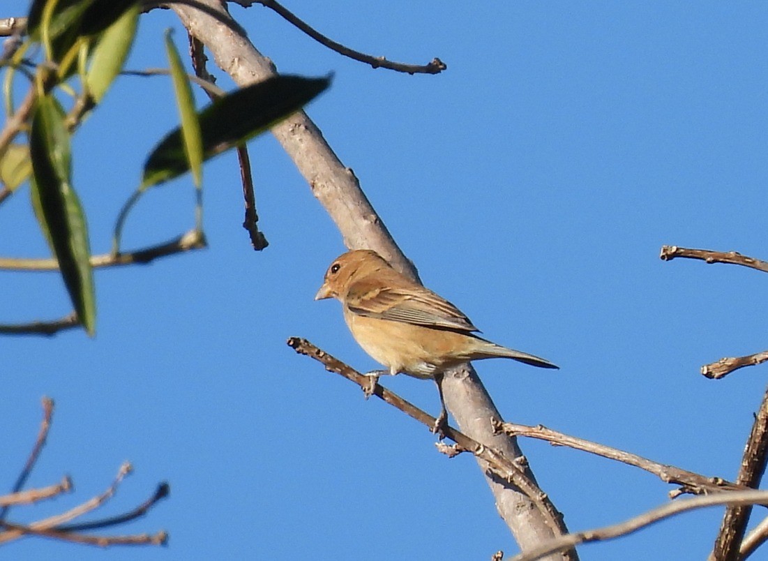 Indigo Bunting - ML612044034