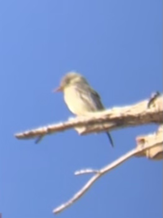 Greater Pewee - ML612044065