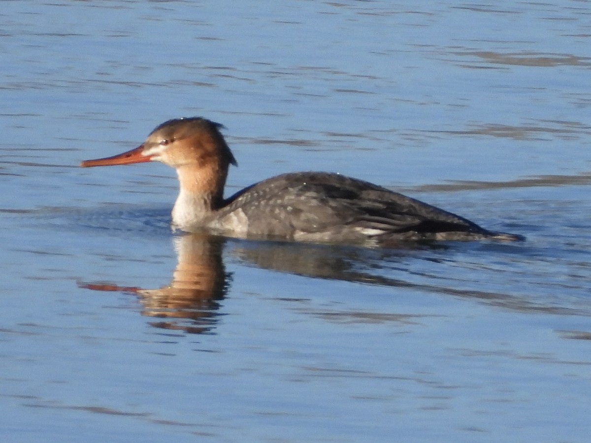 Red-breasted Merganser - ML612044088