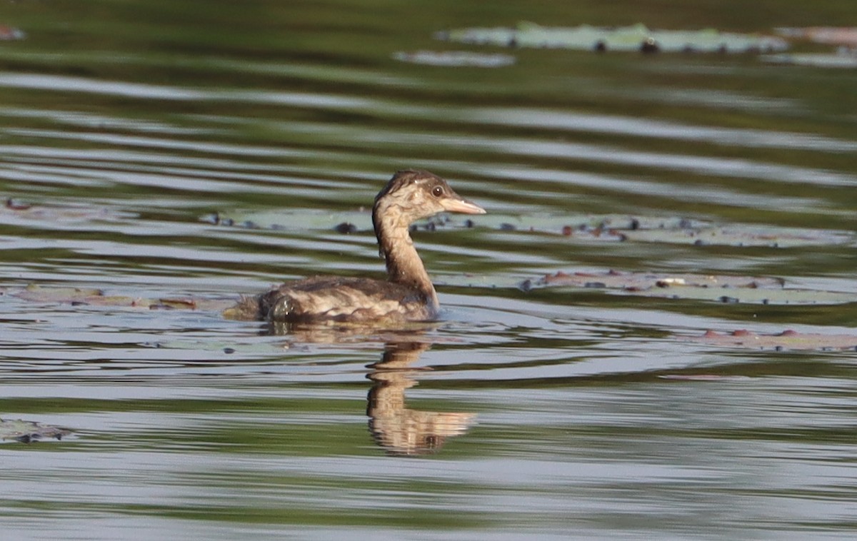 Little Grebe - ML612044089