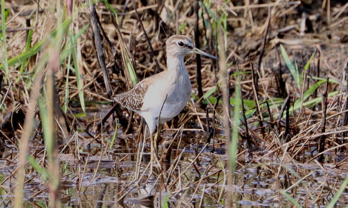 Wood Sandpiper - ML612044103