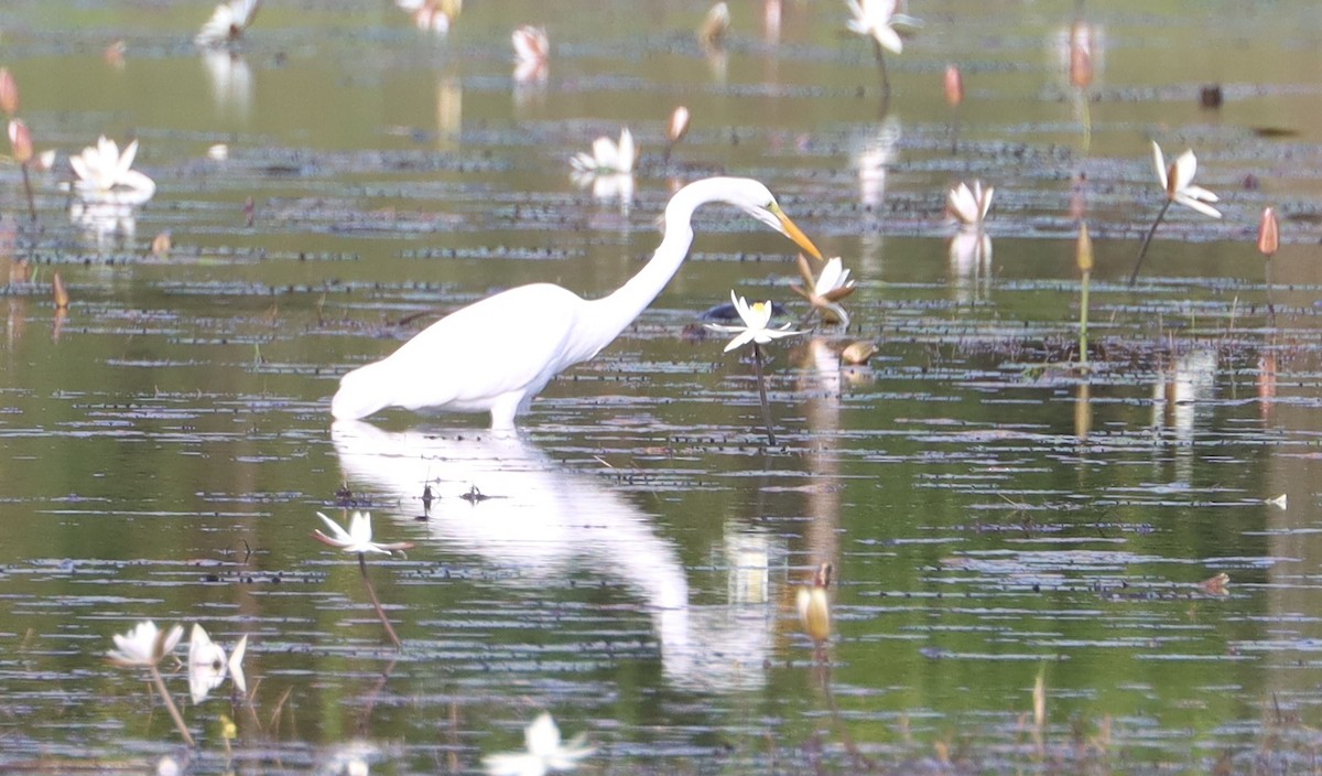 Great Egret - ML612044106