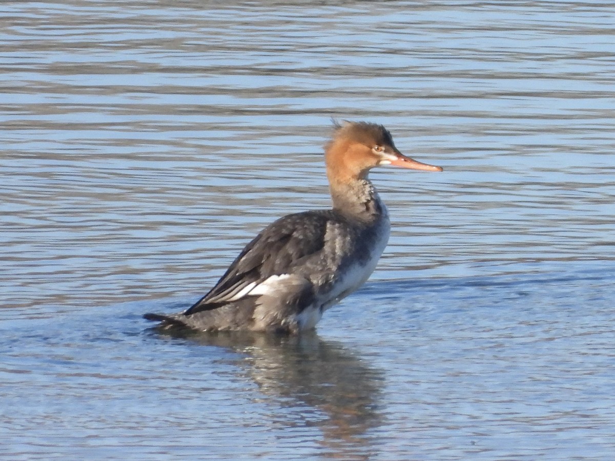 Red-breasted Merganser - ML612044111