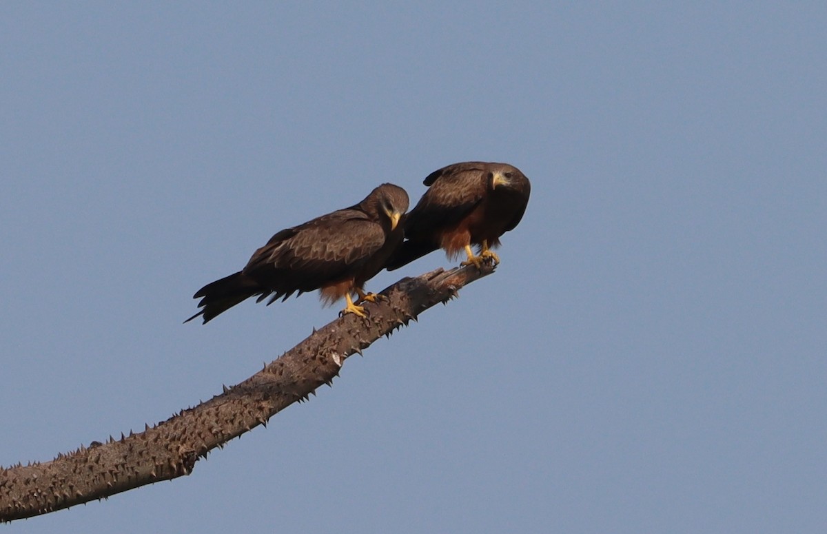 Black Kite - Marc Languy