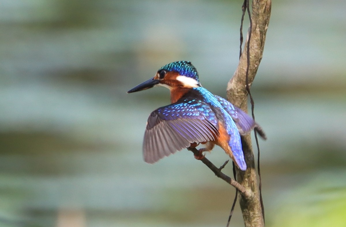 Malachite Kingfisher - ML612044121