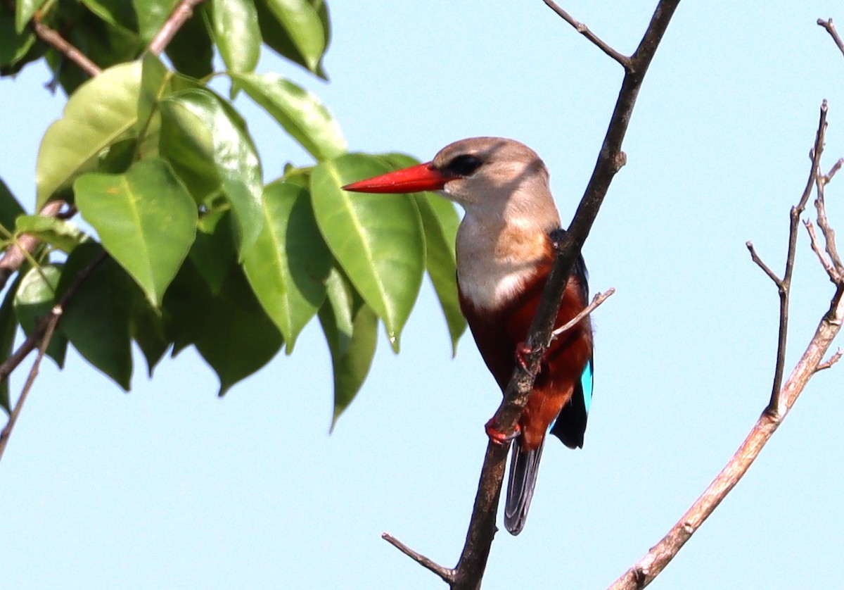 Gray-headed Kingfisher - ML612044126